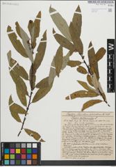 Foto von Salix heterandra Dode